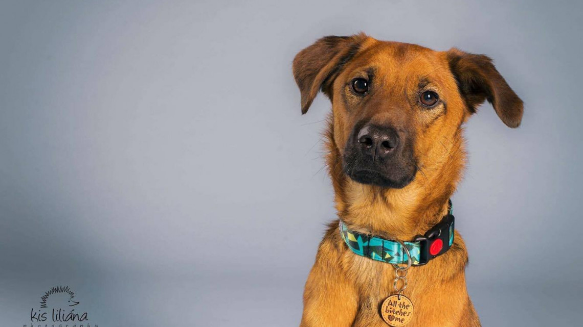 O dog design csatos nyakörv