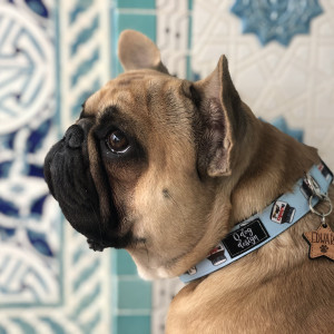 O dog design csatos nyakörv