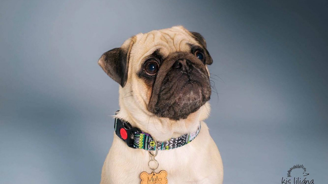 O dog design csatos nyakörv