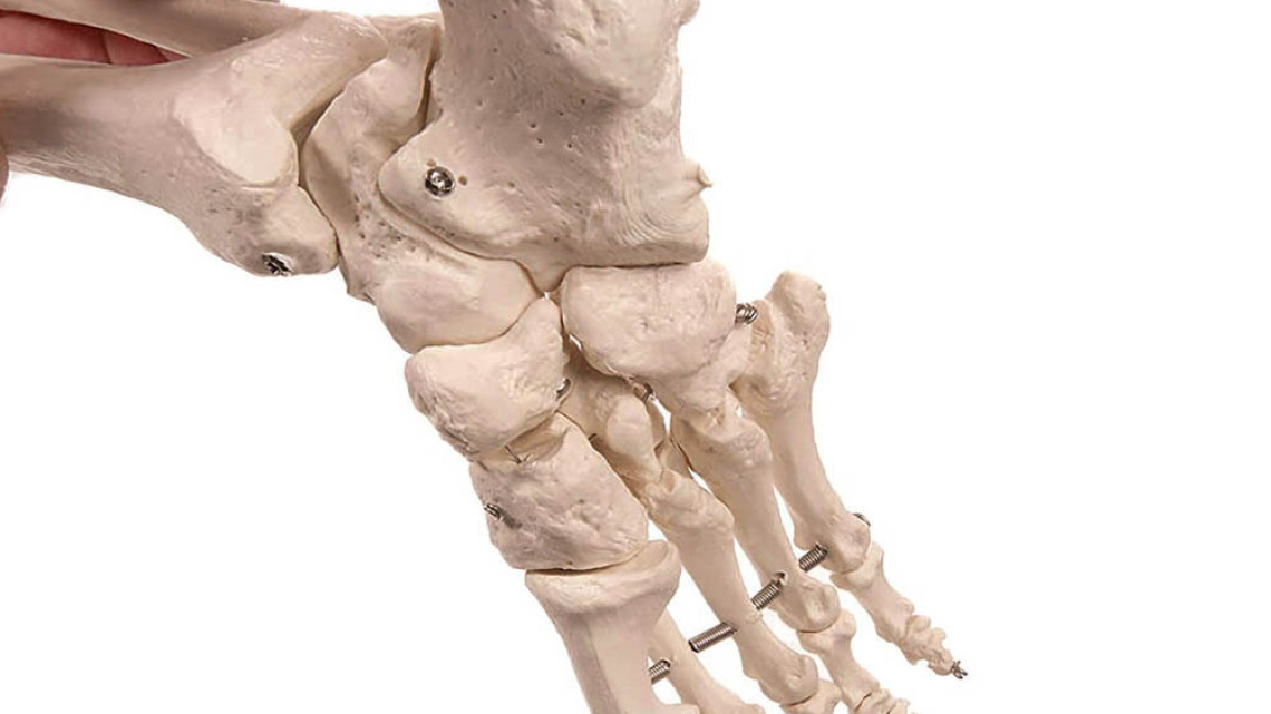 Timeless Tools Anatómiai csontváz modell állvánnyal